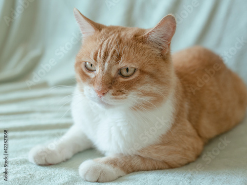adorable cute redhead cat at home. Pets concept