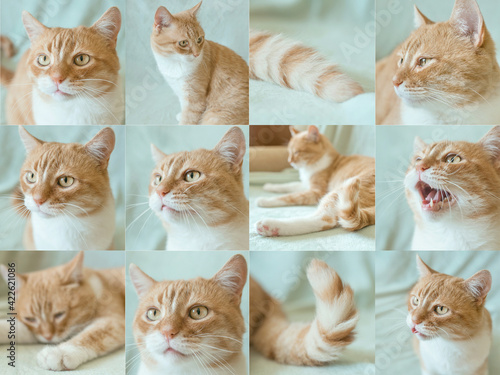 collage of different emotions of adorable cute redhead cat at home. Pets concept