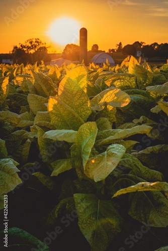 sunset in tobacco field in Lancaster County, PA