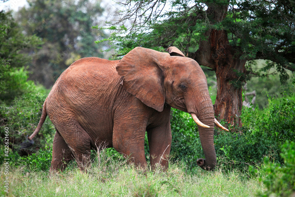 Fototapeta premium African bush elephant