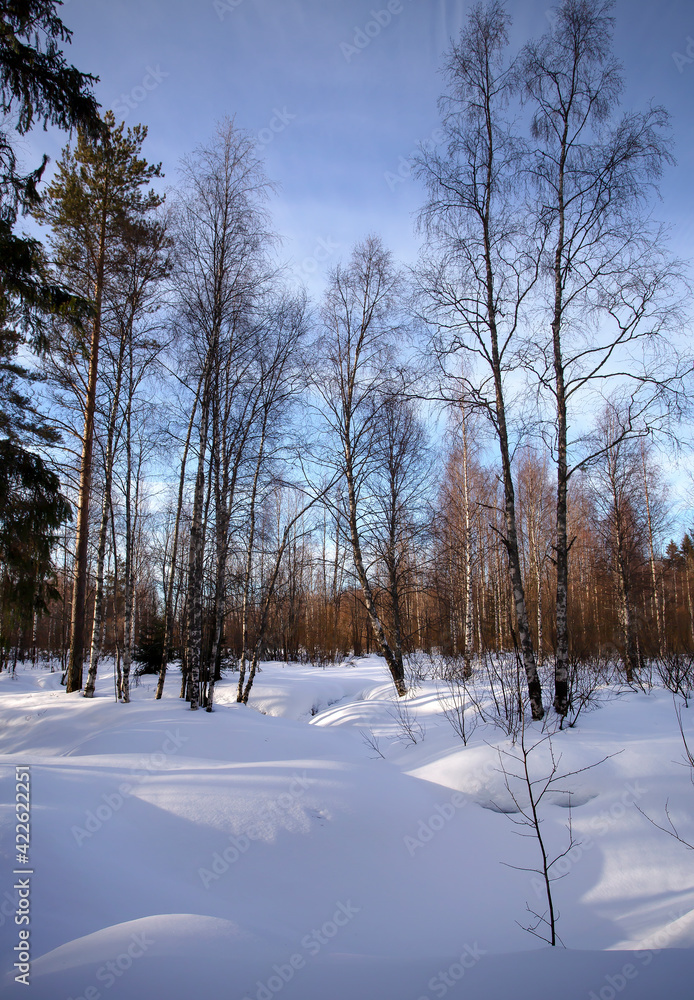 Beautiful winter landscape with snow, pines, birches and sun.