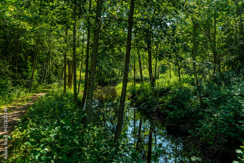 Lush green walking path along a canal in Sweden