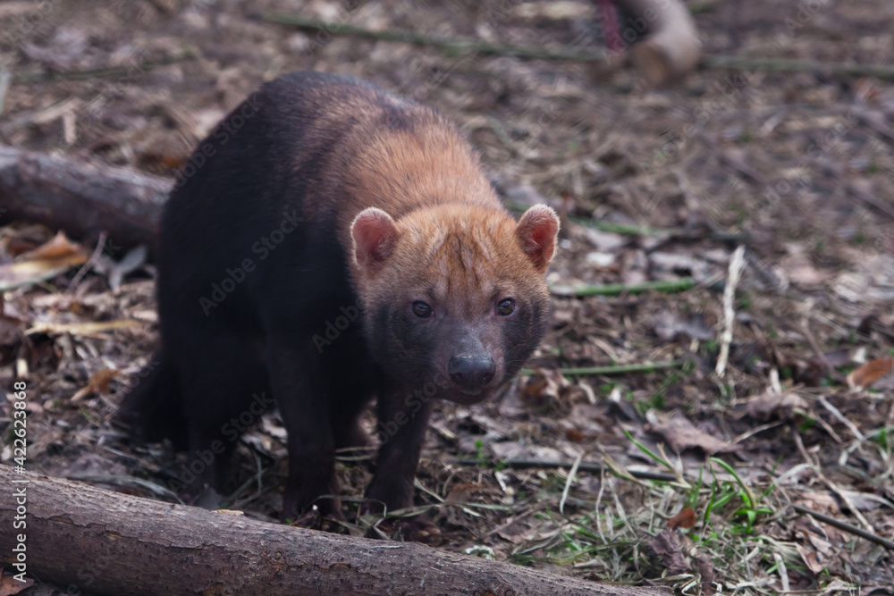 Bush dog animal of south america walks forward looking forward