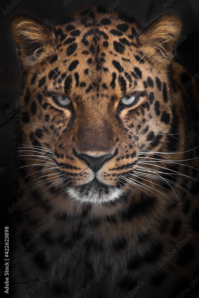 Naklejka premium Confident gaze of blue-green eyes of a powerful leopard from the dark, powerful beast