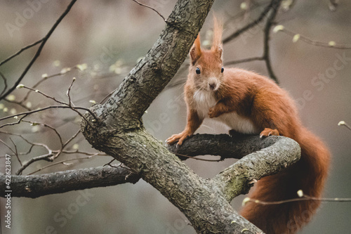 niedliches Eichhörnchen im Frühling © Marco