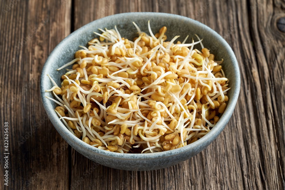 Fresh fenugreek sprouts in a blue bowl Fresh fenugreek sprouts in a blue bowl