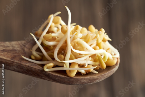 Sprouted fenugreek seeds on a wooden spoon, closeup