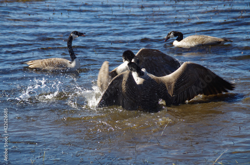 geese fight furiously on the river in early spring