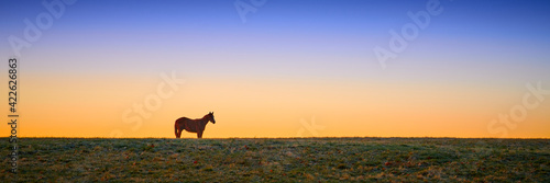 Thoroughbred horse grazing at early dawn in a field.