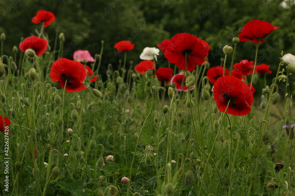 Obraz premium Poppies