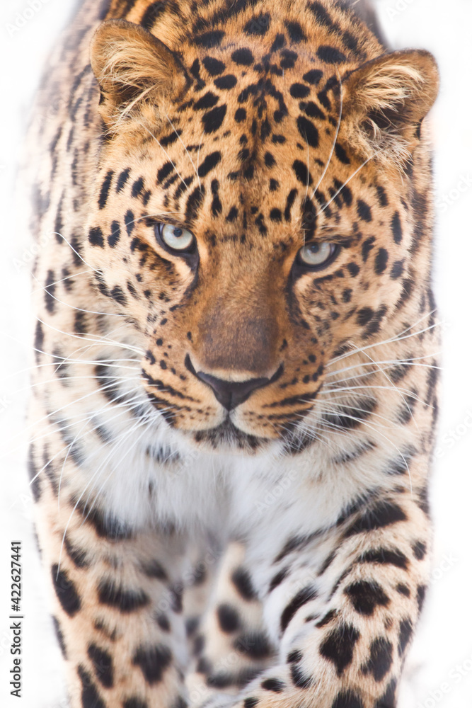 Fototapeta premium Powerful leopard goes straight to look at you vertical composition