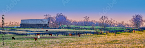 Canvas Print Horses grazing on a farm at dusk.
