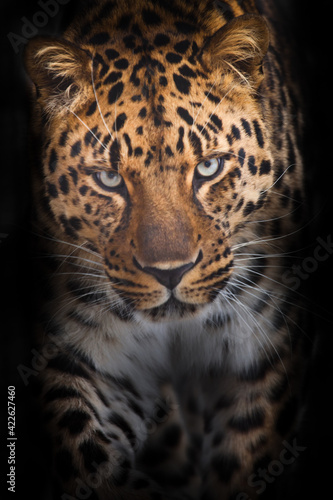 Powerful leopard goes straight to look at you vertical composition © Mikhail Semenov
