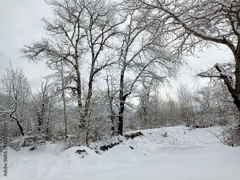 There are rime trees after the snow . There is a lot of snow on the ground and in the trees . in winter there is snow on the trees. There are rime trees after the snow . There is a lot of snow on the ground and in the trees . in winter there is snow on the trees.