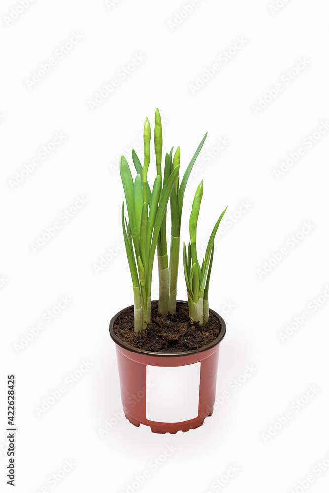 A green potted plant. Narcissus sprouts isolated on a white background. A green potted plant. Narcissus sprouts isolated on a white background.