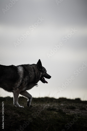 norwegian elkhound playing on the beach photo