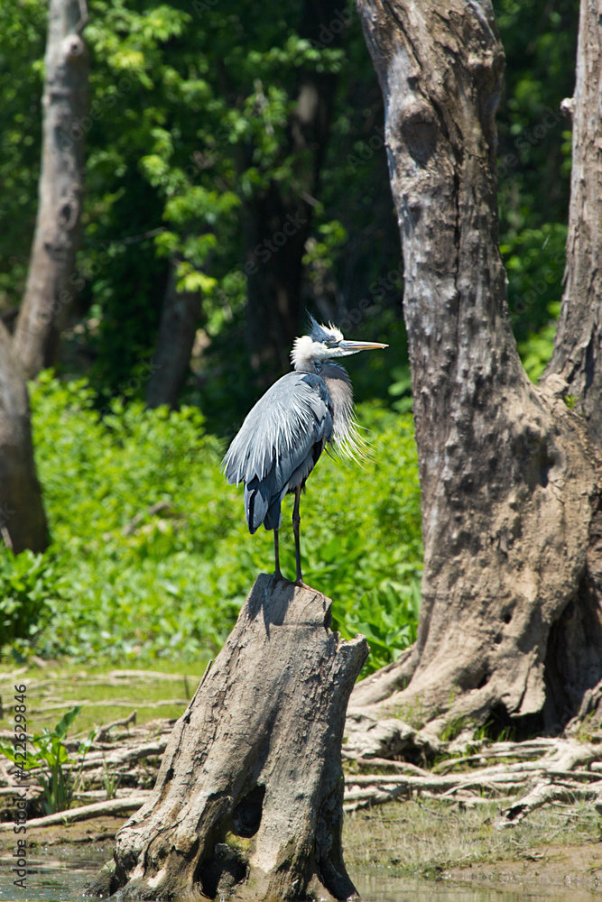 Fototapeta premium Great blue heron on a stump in Wethersfield Cove, Connecticut.