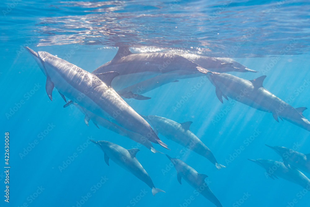 Fototapeta premium Pod of spinner dolphins swimming near surface of ocean
