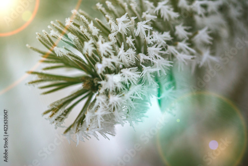 a pine branch covered with frost
