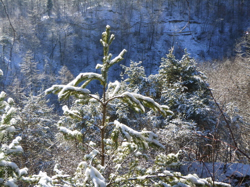 vegetation with snow in winter