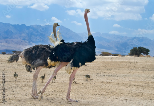 Family of African ostrich (Struthio camelus) with young chicks in nature reserve park, Middle East

