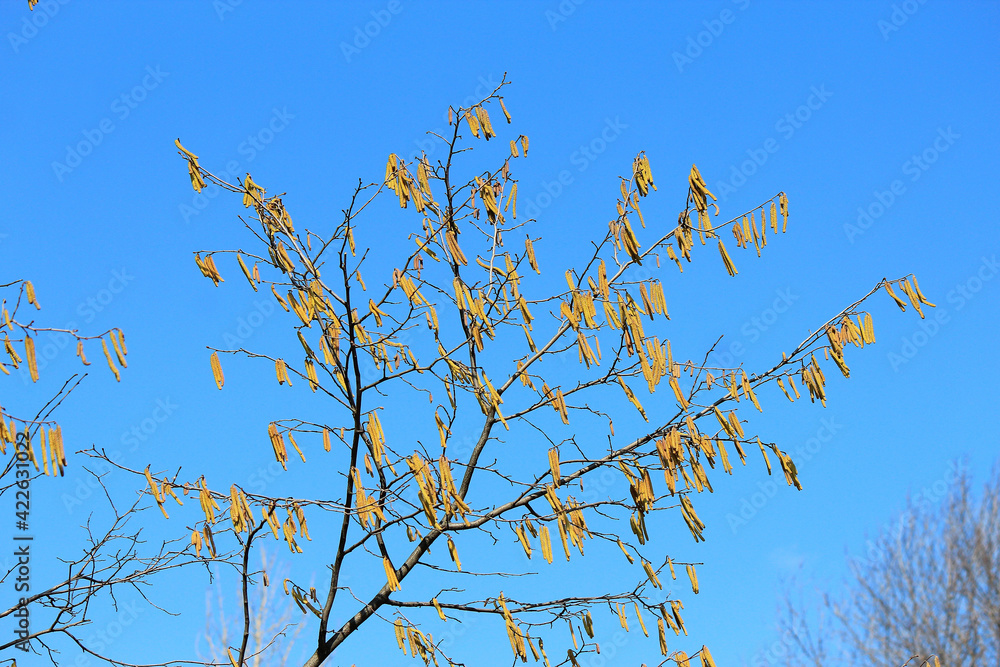 spring leafless trees with earrings against blue sky spring leafless trees with earrings against blue sky