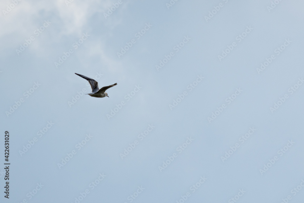 Fototapeta premium birds in flight