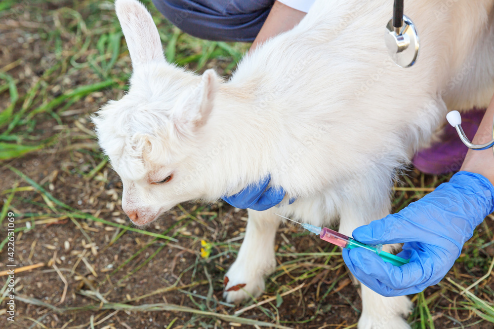 Young veterinarian woman with syringe holding and injecting goat kid on ranch background. Young goatling with vet hands vaccination in natural eco farm. Animal care and ecological farming concept