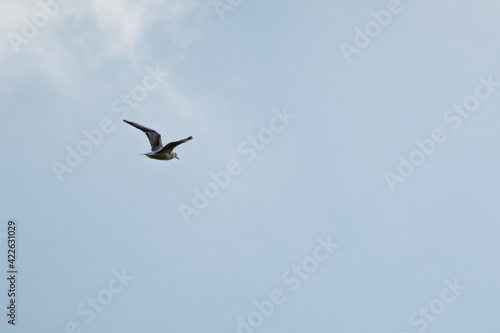 birds in flight