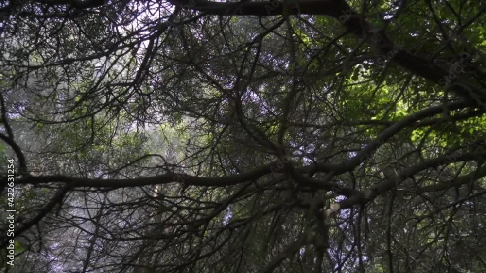 Natural forest near Mar del Plata with sunlight illumination from below Natural forest near Mar del Plata with sunlight illumination from below