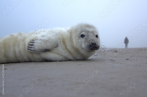 Fototapeta Naklejka Na Ścianę i Meble -  Puppy of ringed seal relaxing on the Baltic sea beach