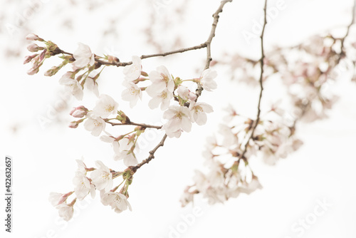 Macro photography of beautiful branches of white cherry blossom blooming in spring photo