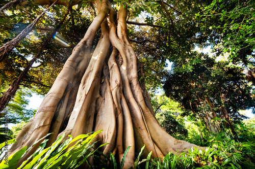 Ficus tree. gPlant in a park in Puerto de la Cruz. Northern Tenerife, Canary Islands, Spain photo