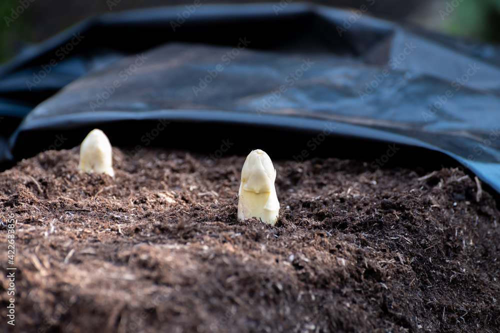 Harvesting on farm field of high quality Dutch white asparagus vegetables, growing asparagus, tasty vegetarian dinner Harvesting on farm field of high quality Dutch white asparagus vegetables, growing asparagus, tasty vegetarian dinner