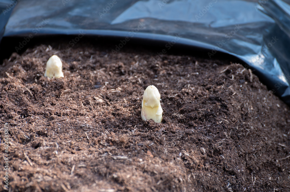 Harvesting on farm field of high quality Dutch white asparagus vegetables, growing asparagus, tasty vegetarian dinner Harvesting on farm field of high quality Dutch white asparagus vegetables, growing asparagus, tasty vegetarian dinner