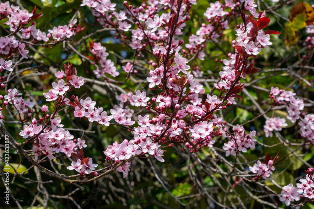 Spring blossom of pink wild sakura cherry tree