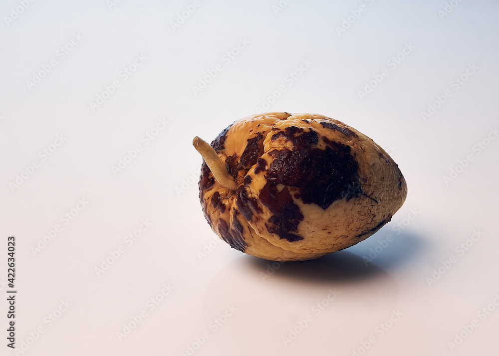 Avocado Kern mit Sprosen