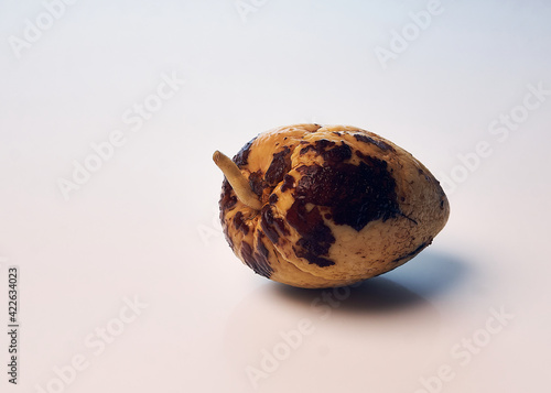 Obraz na płótnie Avocado Kern mit Sprosen w salonie