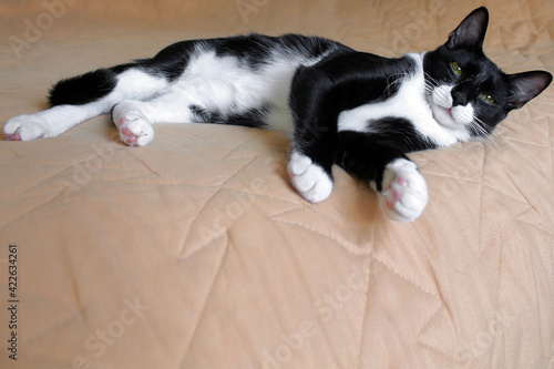 a young cat lies on a beige bedspread