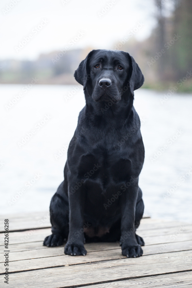 Labrador chocolate puppy walks in the park Labrador chocolate puppy walks in the park