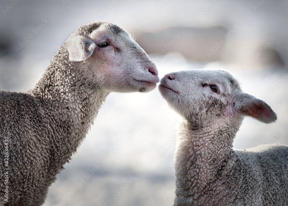Fototapeta premium Two Lambs kissing