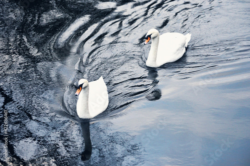 swans photo