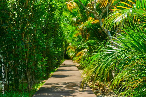 Walking path in the park through dense green plants undergrowth