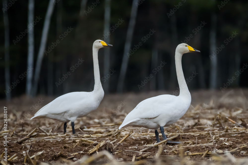 Obraz premium Selective focus photo. Whooper swans, Cygnus cygnus on field. First Migratory birds.