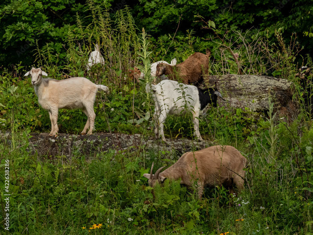 Obraz premium goats on a field