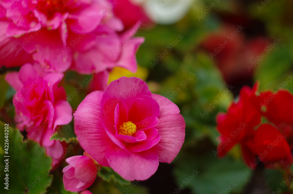 Close up detail with a beautiful wax begonia Close up detail with a beautiful wax begonia