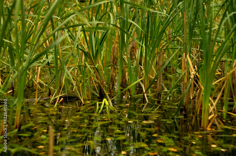 Obraz premium close up of green reeds in lake with sunny reflection on water