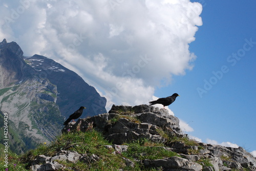 Tiere in den schweizer Alpen