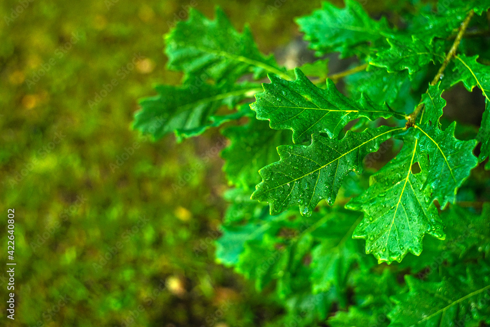Green oak leaves in raindrops. Blurred background with bokeh, space for the inscription. Green oak leaves in raindrops. Blurred background with bokeh, space for the inscription.