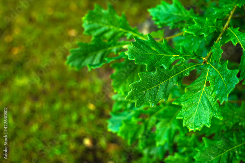 Green oak leaves in raindrops. Blurred background with bokeh, space for the inscription.